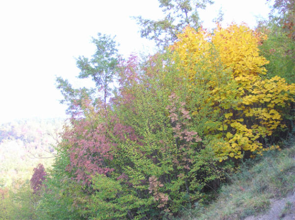  Image name: acero oalo3.jpg 
 width: 600 pixel 
 height: 448 pixel 
 Size: 78366 bytes 
 Click to enlarge 